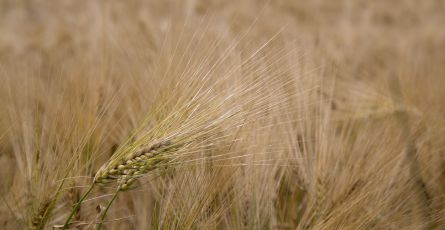 5 największych mitów na temat glutenu